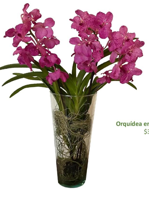 Orquídea Fiusha Phalenopsis