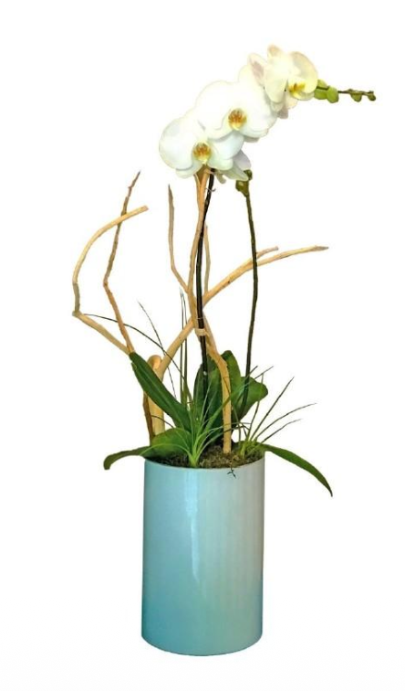 Orquídea Phalenopsis En Cilindro de Cristal