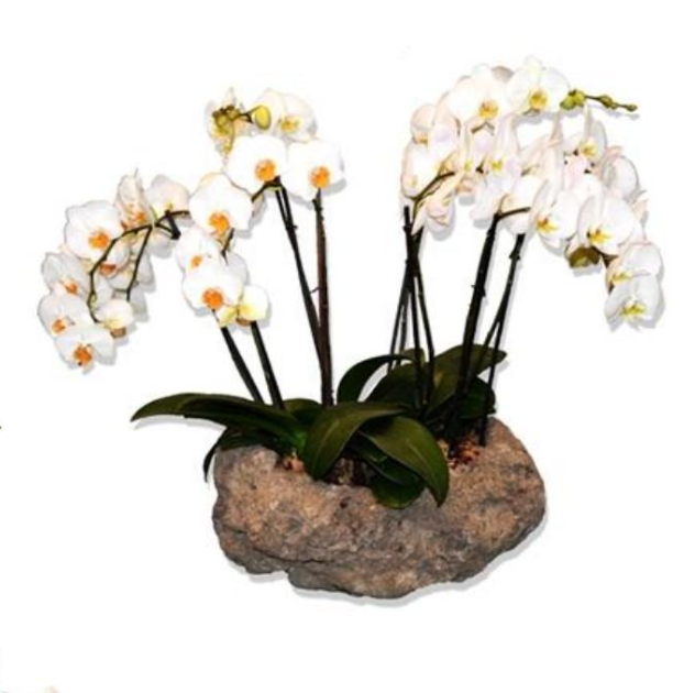 Orquídea Phalenopsis En Escultura de Piedra 3 varas