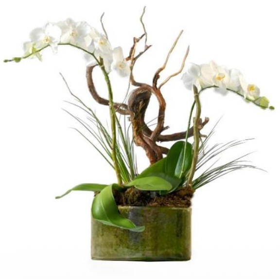 Indonesia Orquídea Phalenopsis