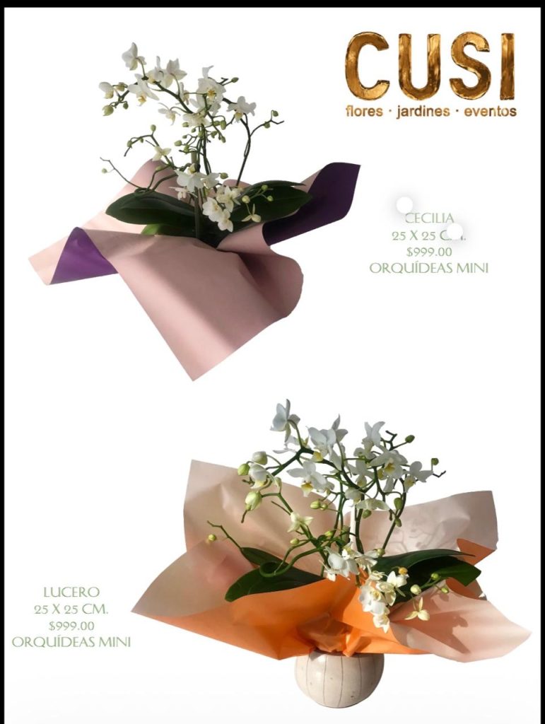 Orquídea